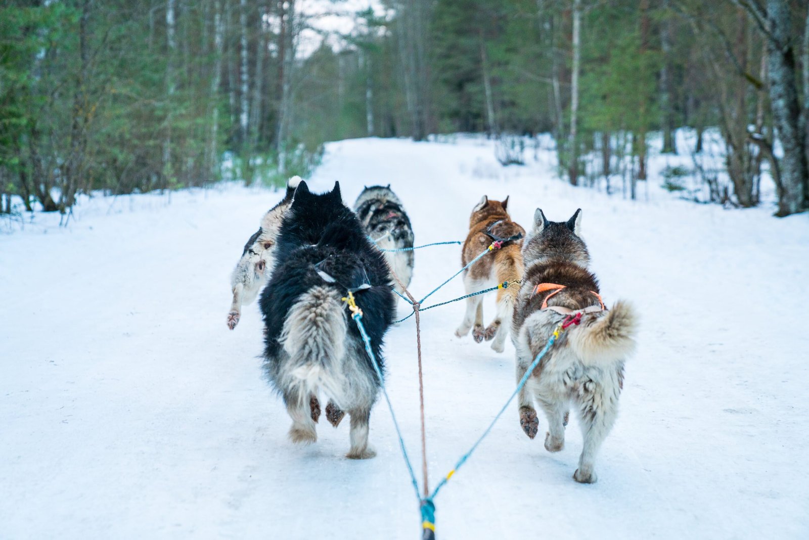 Things to Do in Tromso, Norway: A Winter Wonderland for Women Travellers Dog Sledging Activities to Do in Tromso scaled