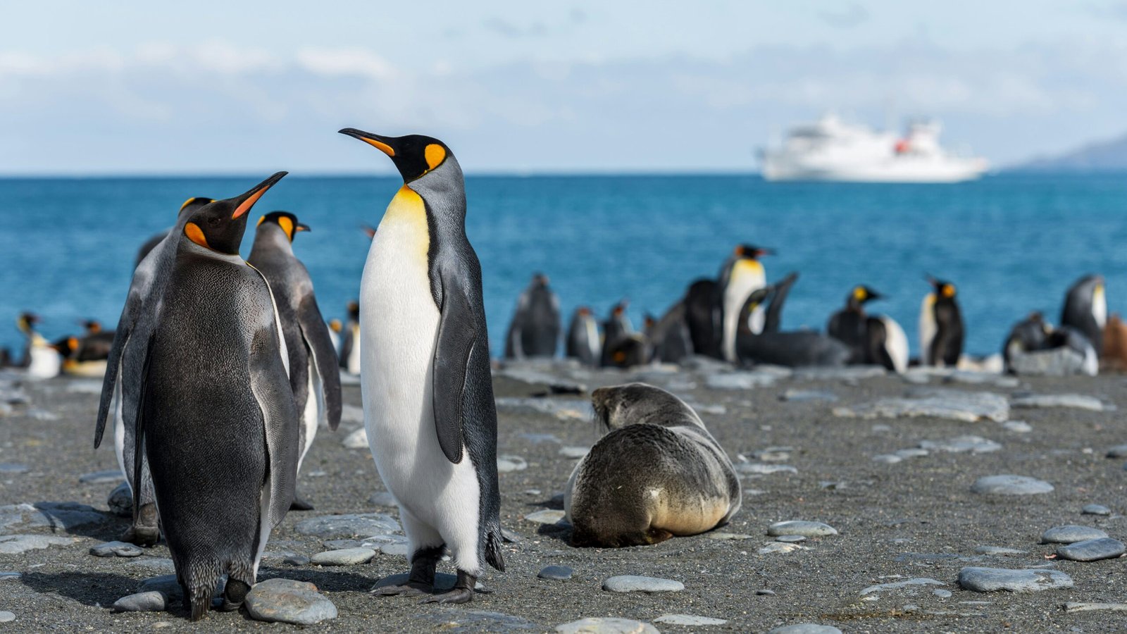 1. Emperor Penguins The Icon of Antarctica scaled