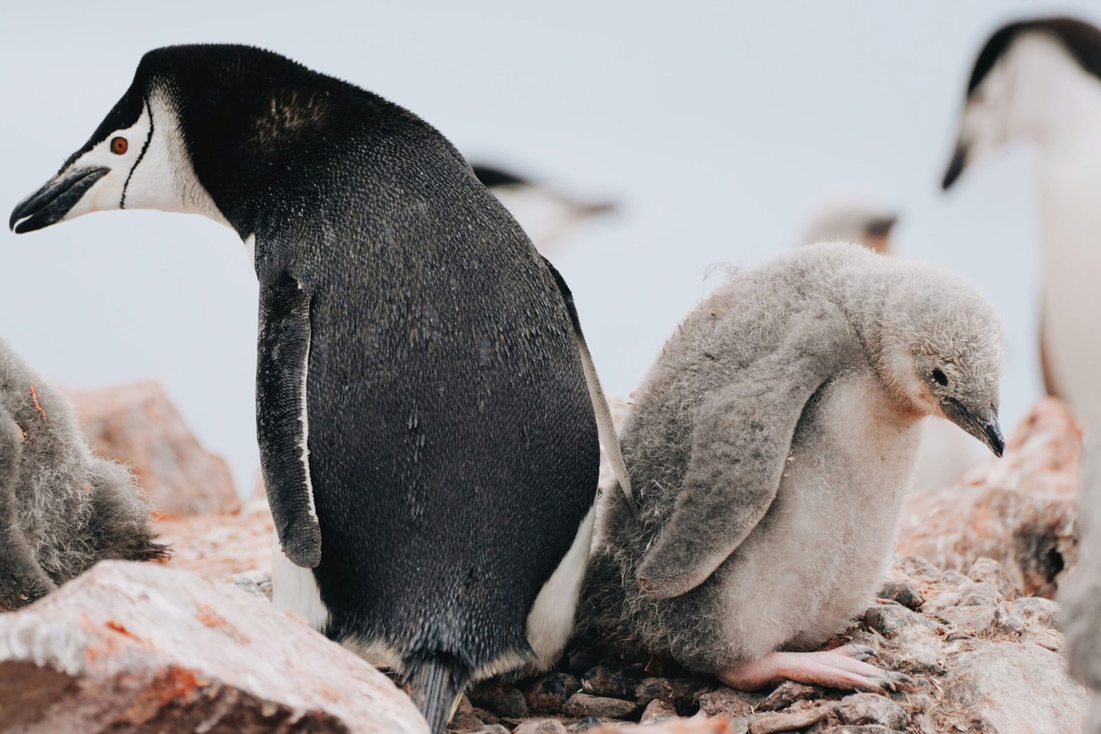 2. Adelie Penguins Curious and Comical scaled