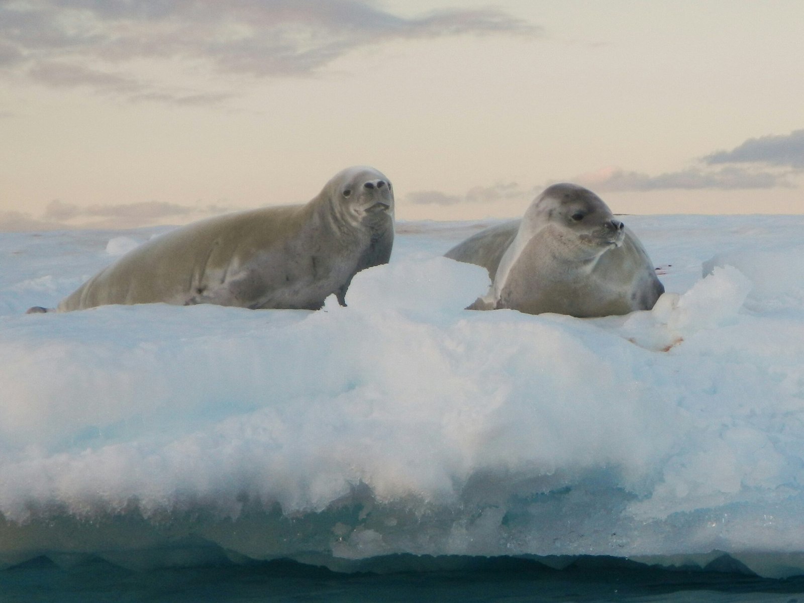 4. Weddell Seals The Ice Dwelling Deep Divers scaled
