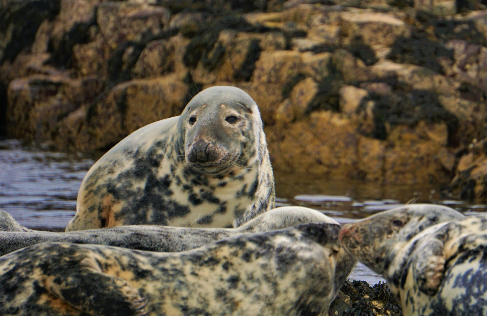 5. Leopard Seals Top Predators with a Sleek Build scaled