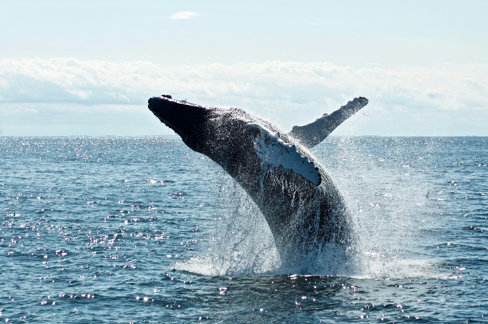 7. Humpback Whales Graceful Giants of the Southern Ocean scaled