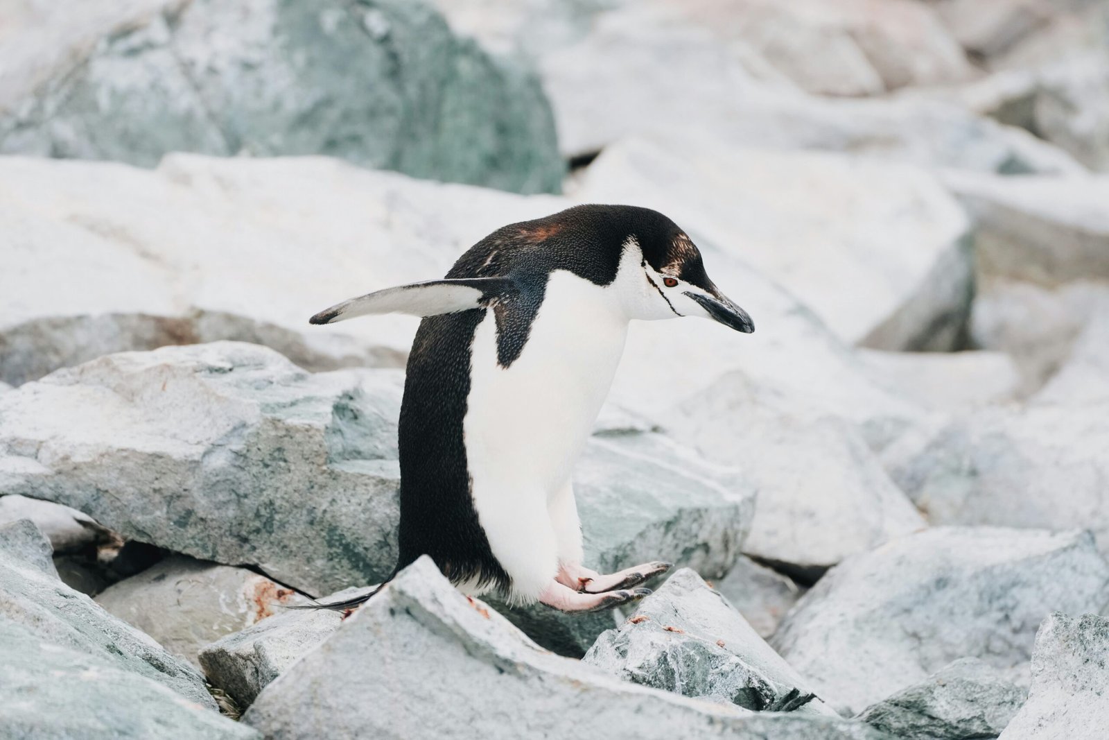 9. Antarctic Birdlife More Than Just Penguins scaled