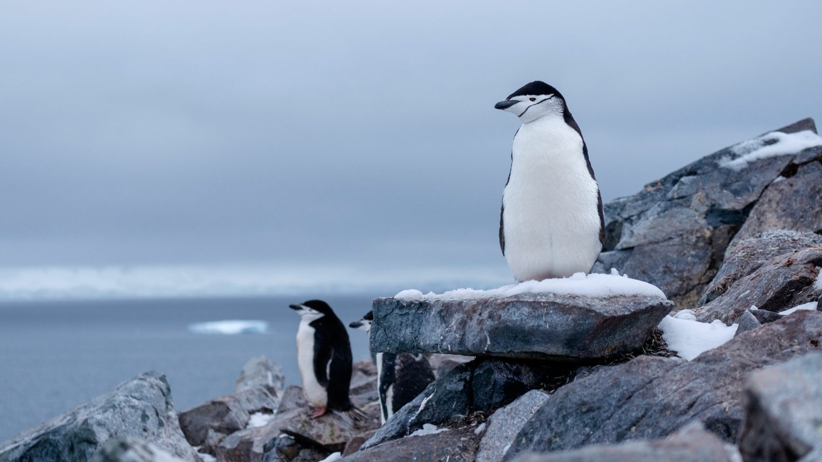 Antarctica Wildlife What You Can See on Your Tour scaled