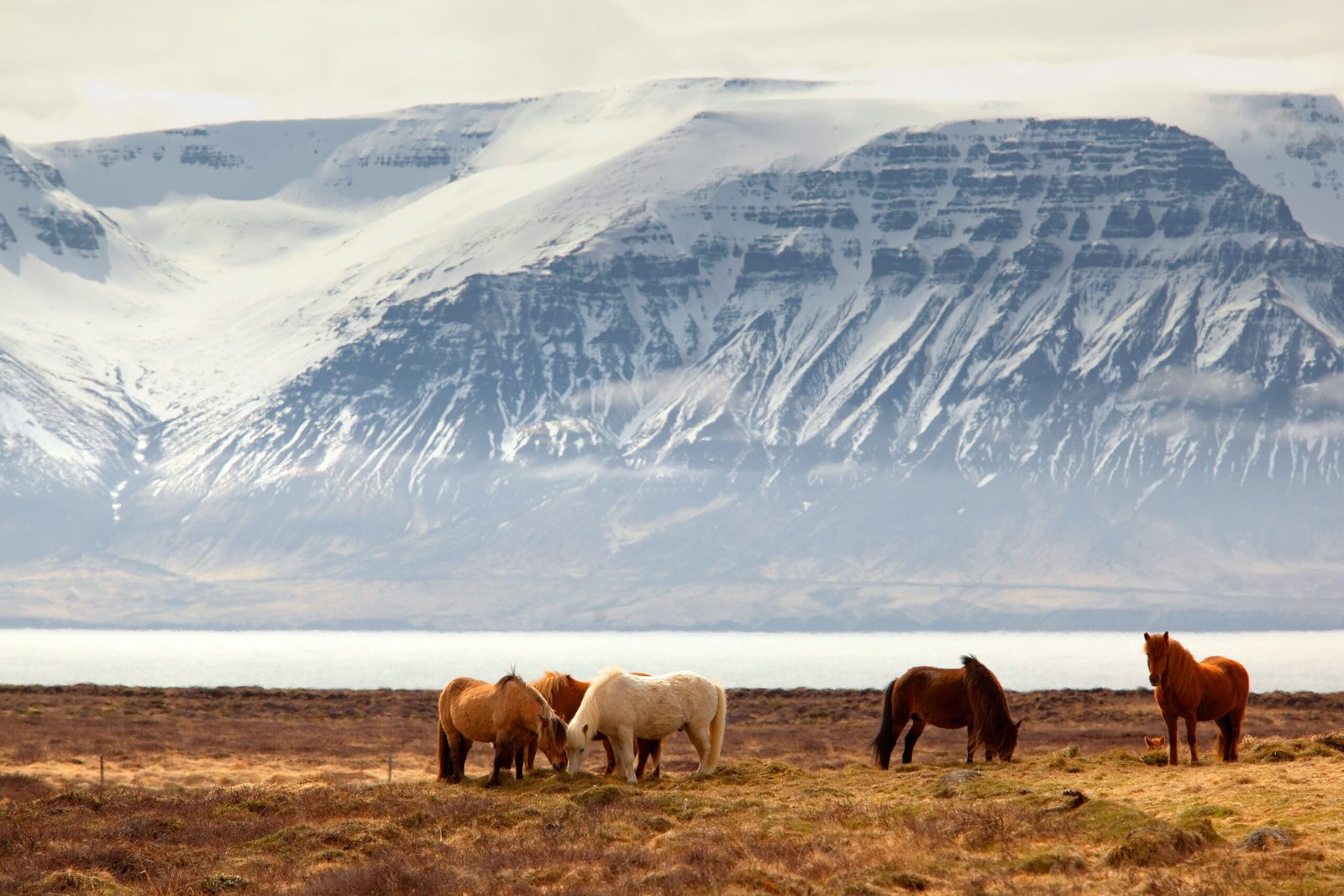 Iceland scaled