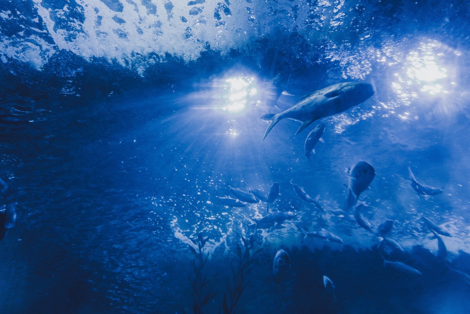 The Underwater World Rich Life Below the Ice scaled