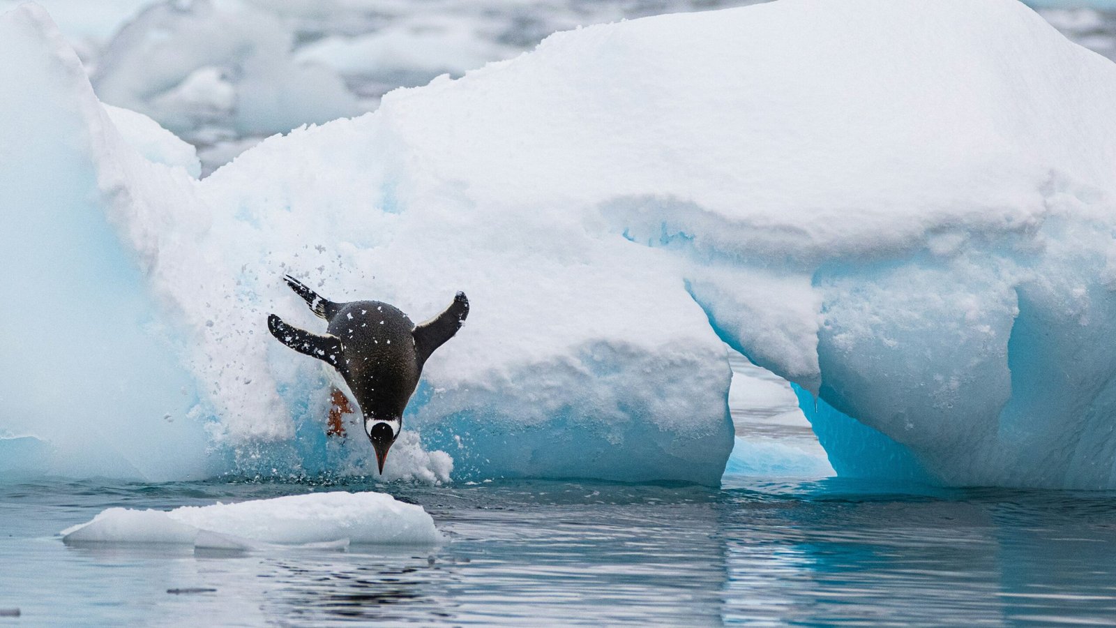 Top 10 Places to Visit in Antarctica During Your Tour scaled