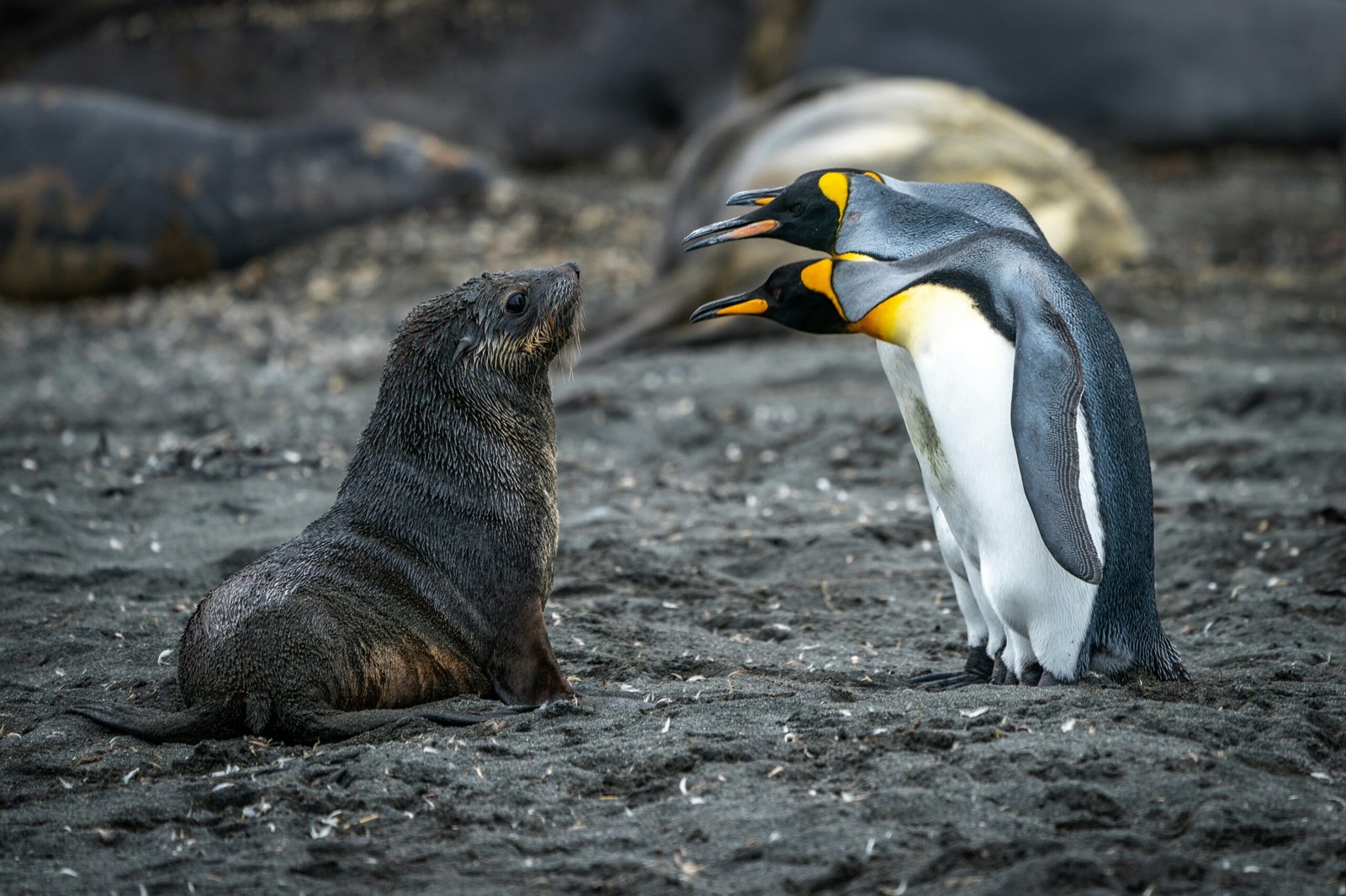 Wildlife Encounters Unlike Any Other scaled