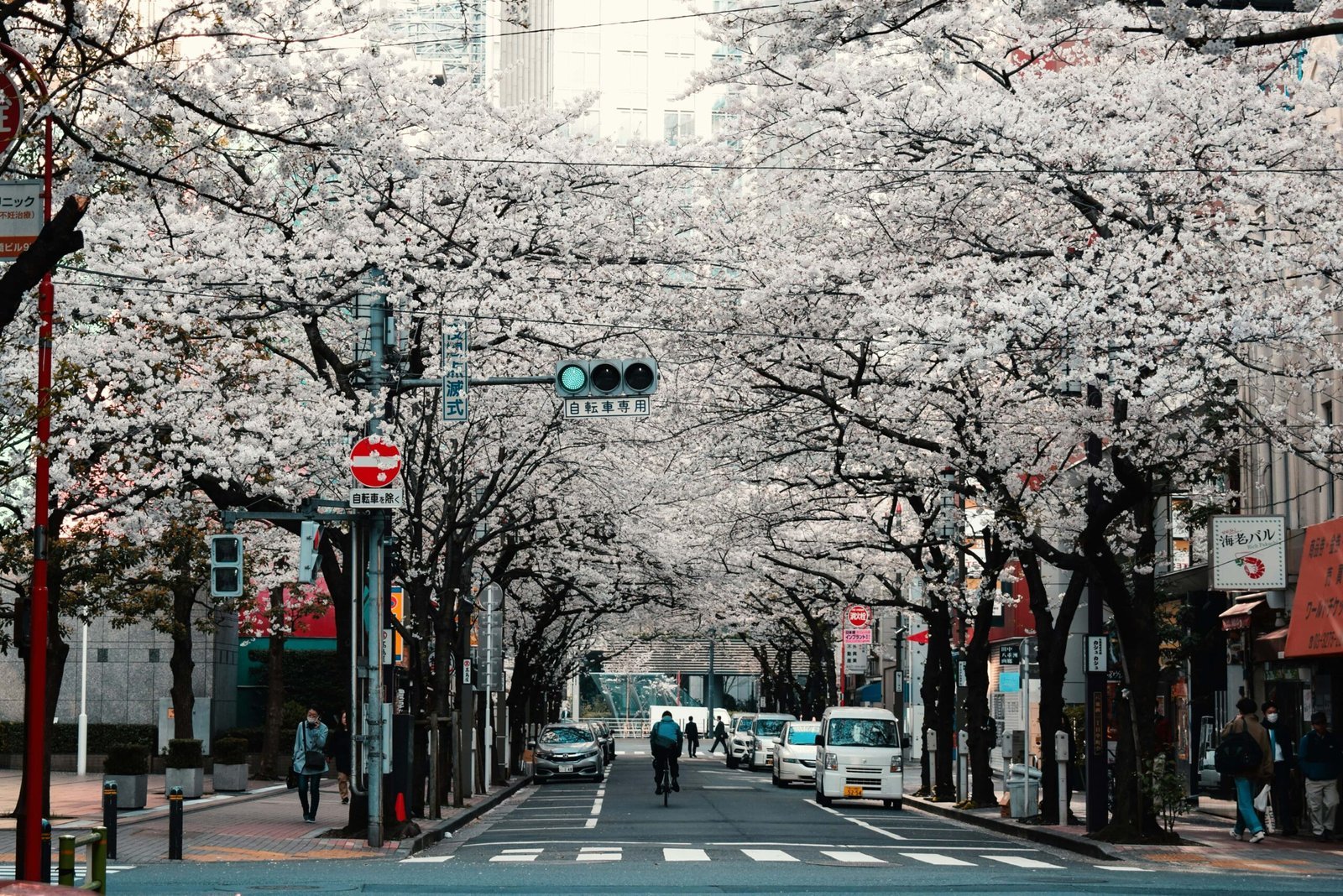 Recommended Sakura Cities & Attractions in japan