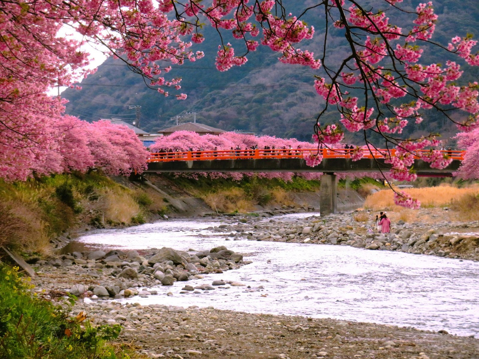 Appeal of Spring in Japan