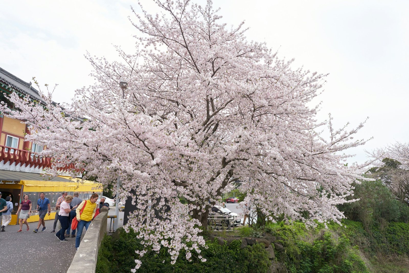 2. Yeouido Spring Flower Festival scaled 3