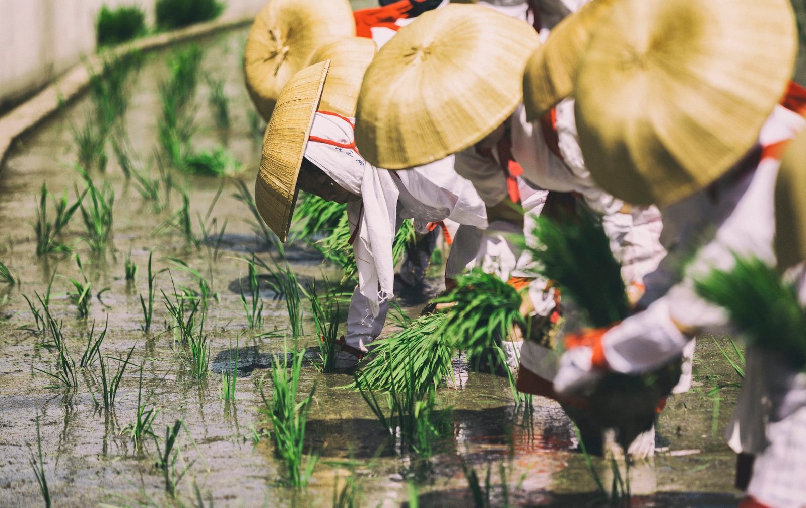 8. Otaue Rice Planting Festival Osaka 2