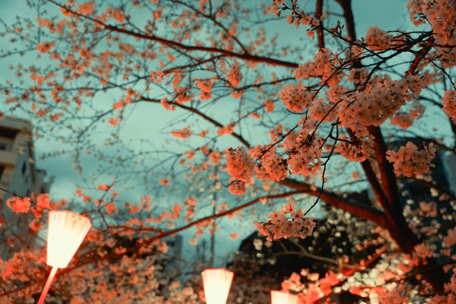 The Charm of Spring Travel in Japan scaled