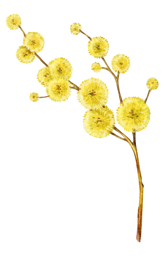 Meraki Diaries Flower 1 e1764842552256