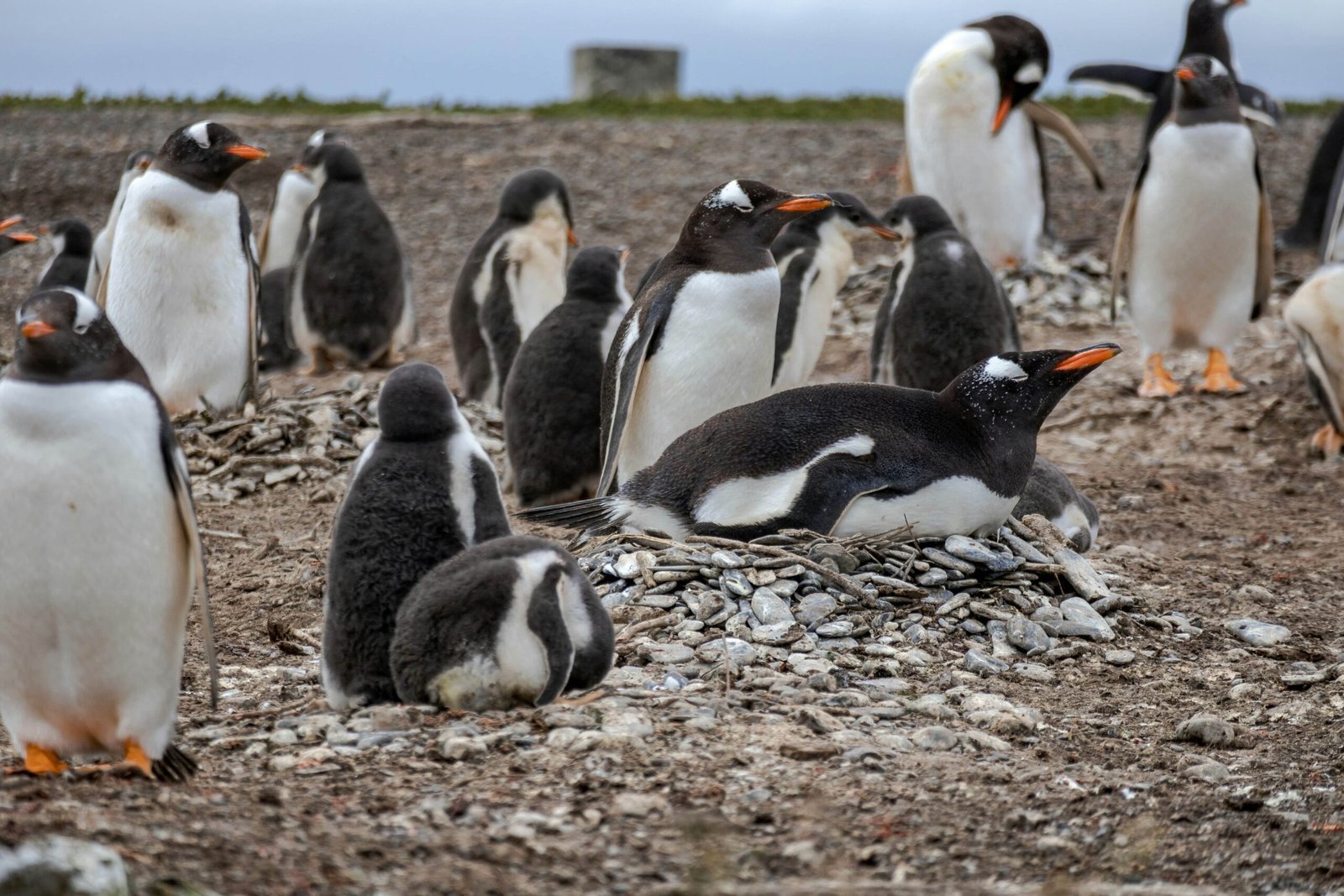 3. Gentoo Penguins Fast Swimmers Loud Squawkers scaled 1