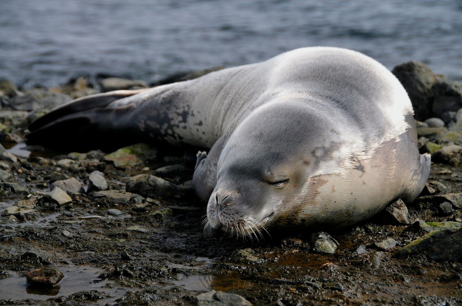 6. Crabeater Seals Misleading Name Abundant Species scaled 1