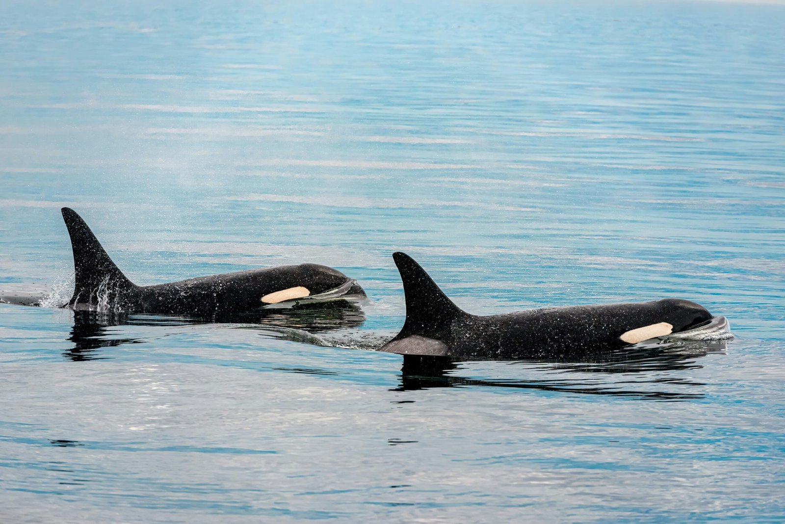 8. Orcas Killer Whales Strategic and Social Hunters scaled 1
