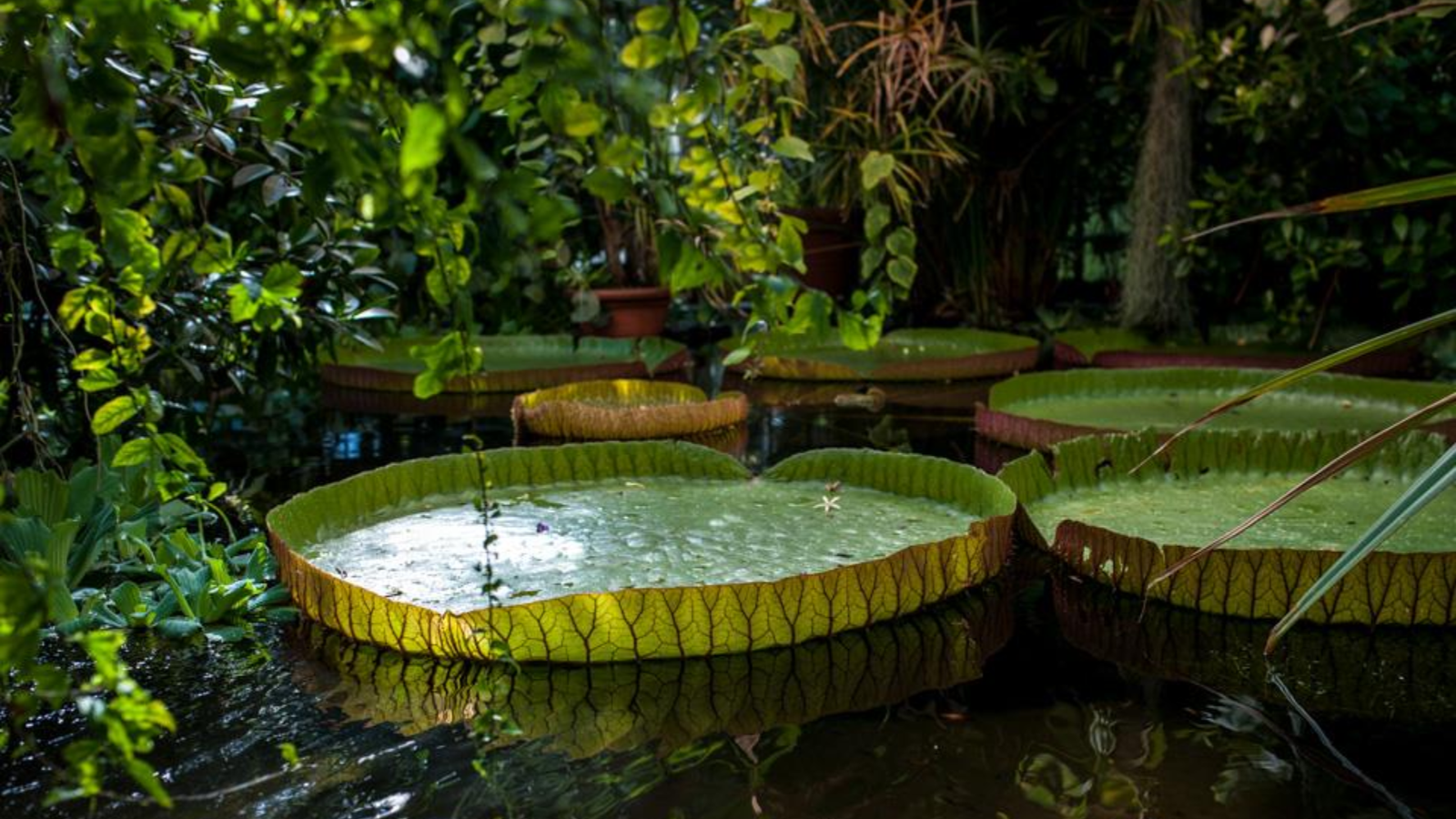 The Botanical Garden - Tourist Places in Oslo, Norway