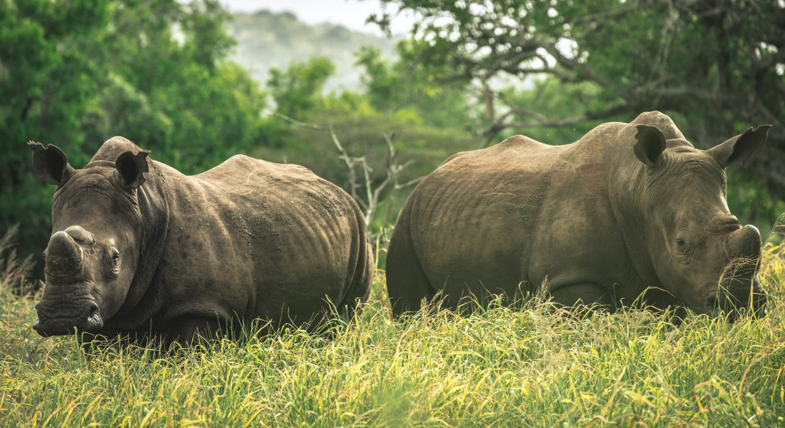 A Royal Intervention and the Brink of Extinction 1 scaled