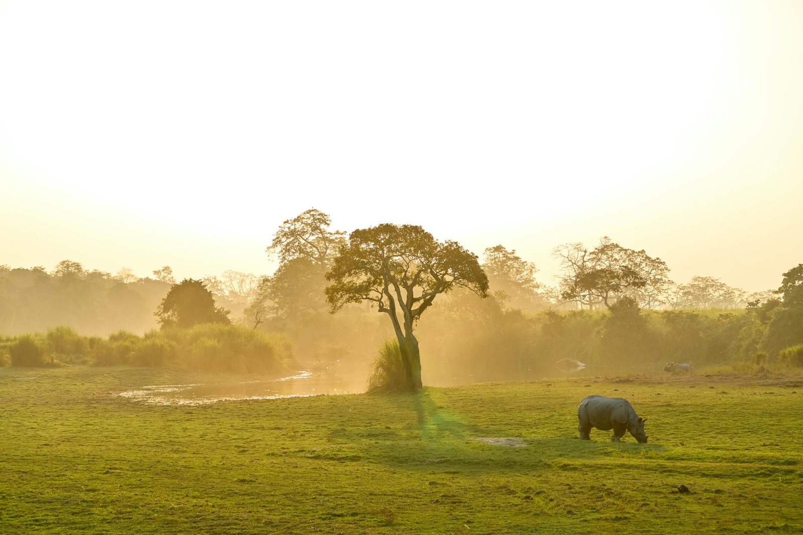 Kaziranga National Park Rhinos | Assam