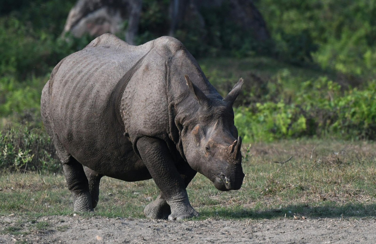Kaziranga National Park Rhinos | Assam