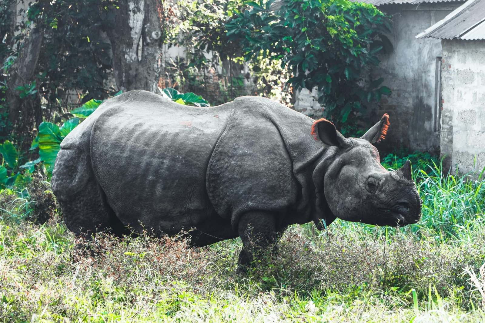 Kaziranga Rhinos Conservation Success Story | Assam Rhino