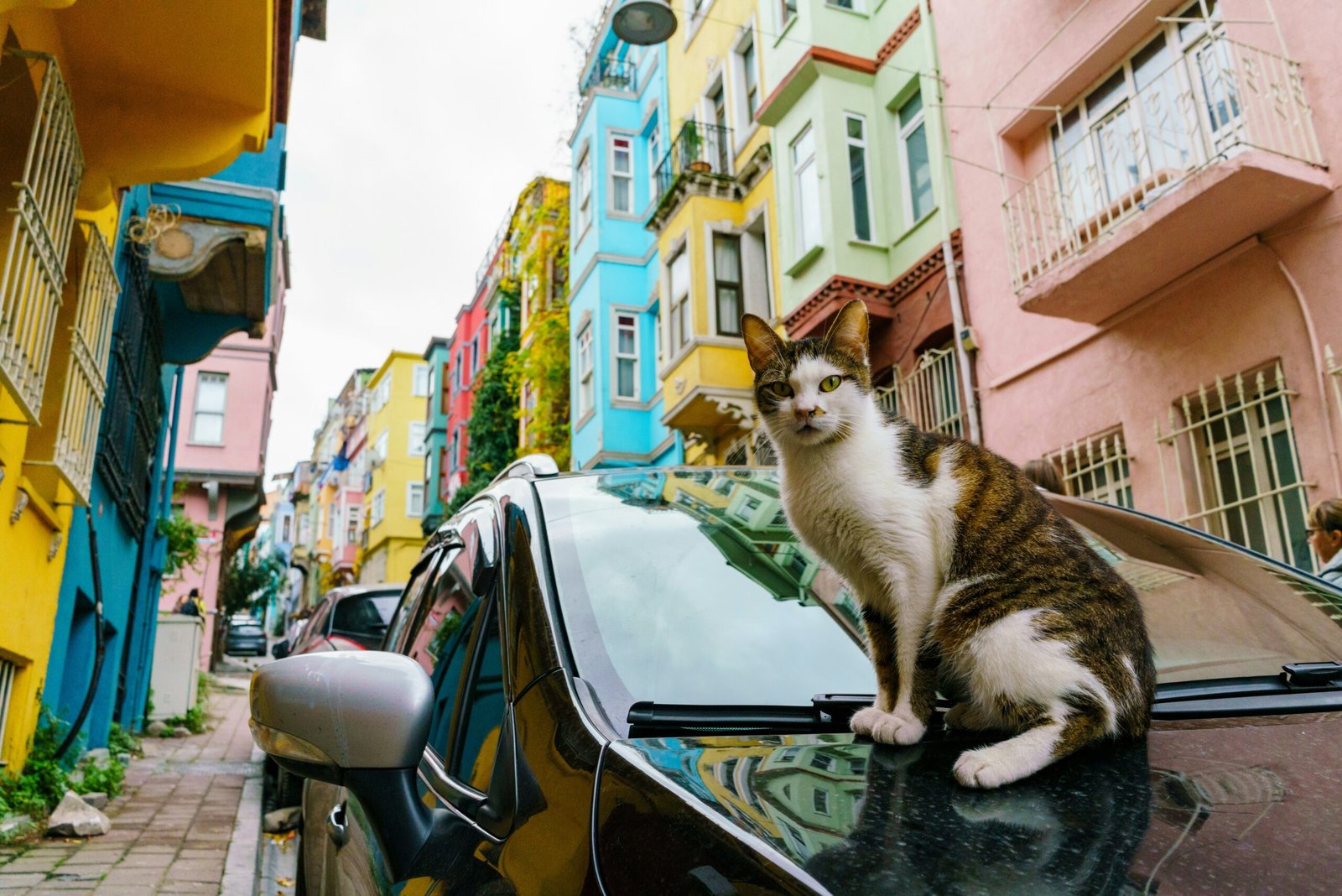 Cats of Istanbul - Cleopatra's Pool - 6 Turkey Experiences Beyond the Obvious | Meraki Diaries