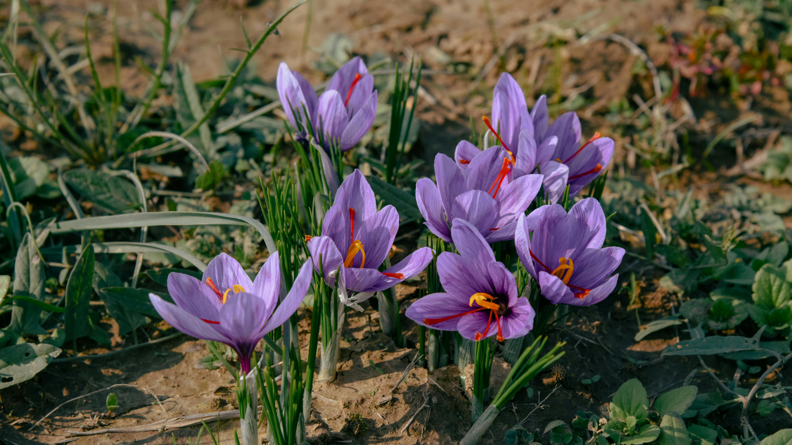 The Saffron Bloom in Pampore