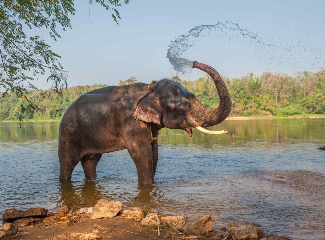Elephant Wayanad Kerala