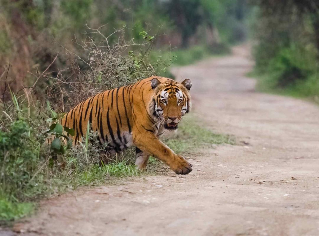 Kaziranga National Park