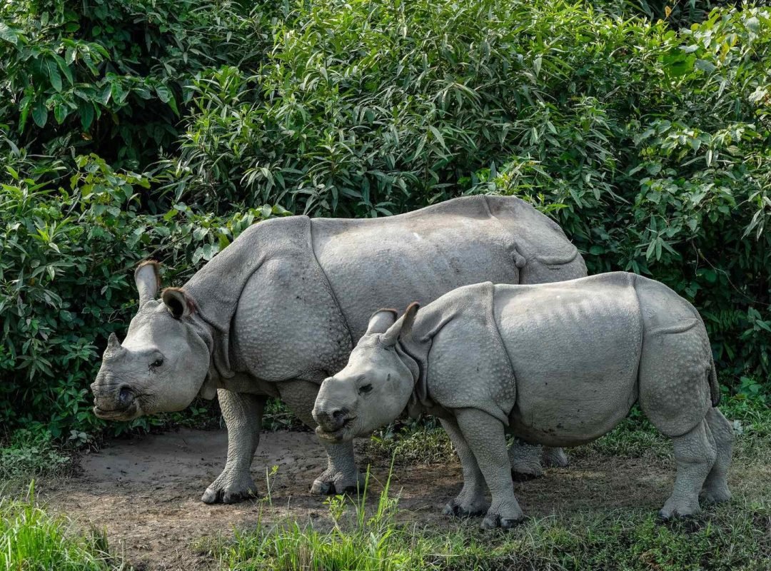 Rhinoceros