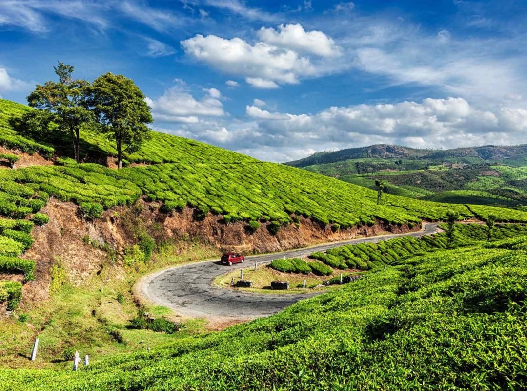 Tea Garden