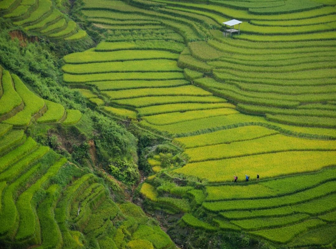 Rice Terraces in Vietnam